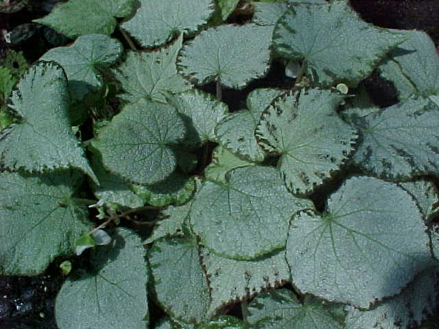 B. ‘Platinum Plus’